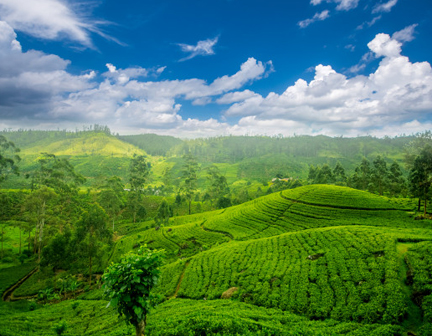 Kerala Ayurveda Tour